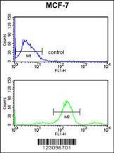 Anti-RUVBL1 Rabbit Polyclonal Antibody (Biotin)