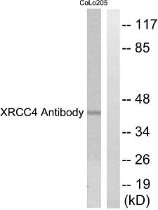 Western blot analysis of lysates from COLO205 cells using Anti-XRCC4 Antibody. The right hand lane represents a negative control, where the antibody is blocked by the immunising peptide