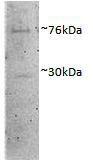 Anti-Dvl1 Antibody (A85033) (1µg/ml) staining of Porcine MII Oocytes lysate (35µg protein in RIPA buffer). Primary incubation was overnight. Detected by chemiluminescence.