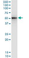 Anti-STAM1 Mouse Monoclonal Antibody