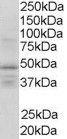 Anti-RXRG Antibody (A83406) (1 µg/ml) staining of Human Brain lysate (35 µg protein in RIPA buffer). Detected by chemilu minescence