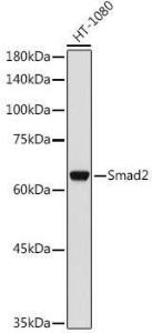 Western blot analysis of extracts of HT-1080 cells, using Anti-Smad2 Antibody (A93131) at 1:1,000 dilution