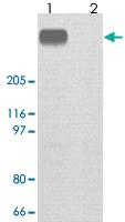 Anti-MTOR Rabbit Polyclonal Antibody