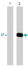 Anti-PXN Mouse Monoclonal Antibody [clone: M102]