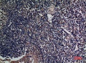 Immunohistochemical analysis of paraffin-embedded human tonsils using Anti-TNFSF13B Antibody