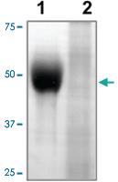 Anti-MYC Rabbit Polyclonal Antibody