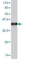 Anti-PPFIA3 Mouse Monoclonal Antibody [clone: 3B1]