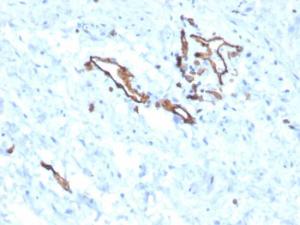 Immunohistochemical analysis of formalin-fixed, paraffin-embedded human ovary using Anti-CD31 Antibody [PECAM1/3525]