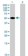 Anti-FMOD Mouse Polyclonal Antibody