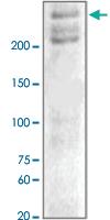 Anti-NF1 Rabbit Polyclonal Antibody