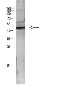 Western blot analysis of Hela Cell Lysate using Anti-WISP3 Antibody