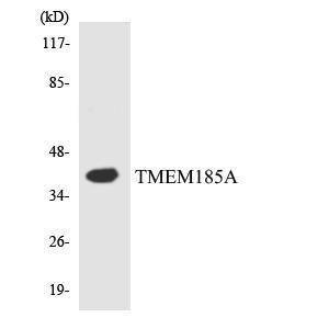 Western blot analysis of the lysates from HT 29 cells using Anti-TMEM185A Antibody