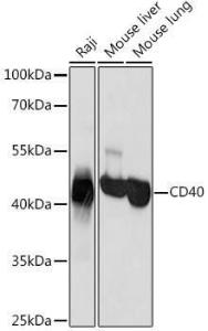 Western blot analysis of extracts of various cell lines, using Anti-CD40 Antibody (A305284) at 1:1,000 dilution