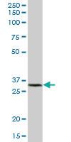 Anti-GSTK1 Mouse Polyclonal Antibody