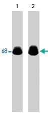 Anti-PXN Mouse Monoclonal Antibody [clone: M107]