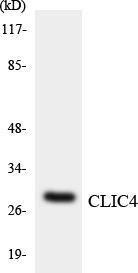 Western blot analysis of the lysates from HeLa cells using Anti-CLIC4 Antibody