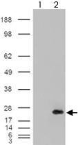 Anti-CSRP2 Goat Polyclonal Antibody