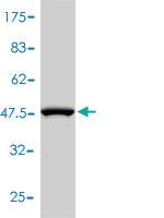 Anti-CD48 Mouse Monoclonal Antibody [clone: 3B8-2C2]