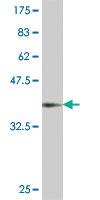 Anti-MYPN Mouse Polyclonal Antibody