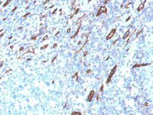 Immunohistochemical analysis of formalin-fixed, paraffin-embedded human tonsil using Anti-CD31 Antibody [PECAM1/3525]