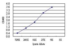 Anti-MYBPH Antibody Pair