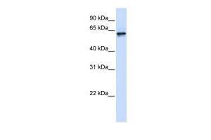 Anti-PHGDH Rabbit Polyclonal Antibody