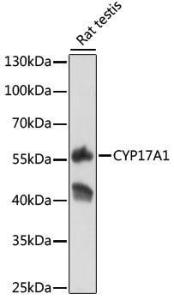 Western blot analysis of extracts of rat testis, using Anti-Cytochrome P450 17A1 / CYP17A1 Antibody (A8917) at 1:500 dilution. The secondary antibody was Goat Anti-Rabbit IgG H&L Antibody (HRP) at 1:10,000 dilution.