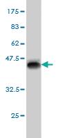 Anti-MYPN Mouse Monoclonal Antibody [clone: 4C8]