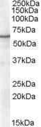 Antibody anti-RXRA 100 µg