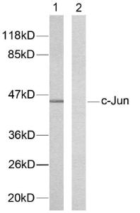 Western blot analysis of lysates from HeLa cells using Anti-c-Jun Antibody. The right hand lane represents a negative control, where the Antibody is blocked by the immunising peptide