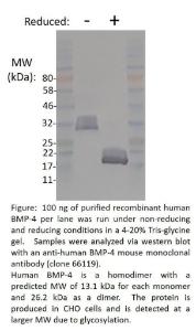 Human Bone Morphogenetic Protein-4