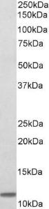 Anti-B2M Goat Polyclonal Antibody