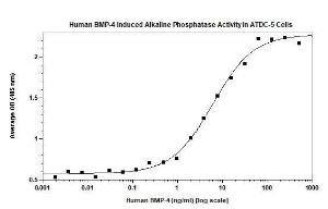 Human Bone Morphogenetic Protein-4