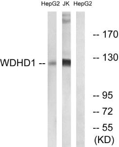 Western blot analysis of lysates from Jurkat and HepG2 cells using Anti-WDHD1 Antibody. The right hand lane represents a negative control, where the Antibody is blocked by the immunising peptide