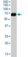 Anti-CADM4 Goat Polyclonal Antibody