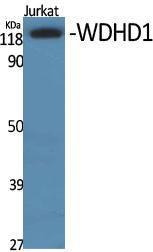 Western blot analysis of various cells using Anti-WDHD1 Antibody