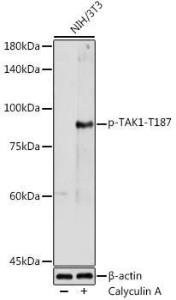 Anti-TAK1 (phospho Thr187) Rabbit Antibody