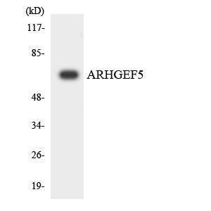 Western blot analysis of the lysates from K562 cells using Anti-ARHGEF5 Antibody