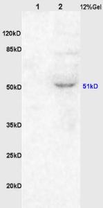 Anti-CHRM1 Rabbit Polyclonal Antibody