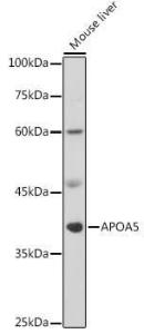 Anti-Apolipoprotein A V/APOA5 Antibody (A8923)