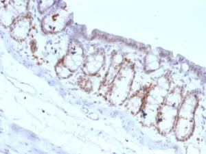 Immunohistochemical analysis of formalin-fixed, paraffin-embedded rat colon using Anti-FOXA1 Antibody [FOXA1/1518]