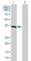 Anti-USP50 Mouse Polyclonal Antibody