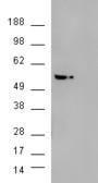 HEK293 overexpressing AKT3 (RC224750) and probed with Anti-AKT3 Antibody (A83410) (mock transfection in second lane), tested by Origene