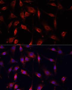 Immunofluorescence analysis of NIH/3T3 cells using Anti-Smad2 Antibody (A93131) at a dilution of 1:100. DAPI was used to stain the cell nuclei (blue)