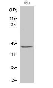 Western blot analysis of various cells using Anti-c-Jun Antibody