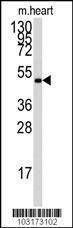 Anti-PRKAG1 Rabbit Polyclonal Antibody (APC (Allophycocyanin))