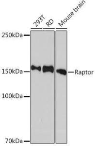 Western blot analysis of extracts of various cell lines, using Anti-Raptor Antibody [ARC1375] (A309112) at 1:1000 dilution. The secondary Antibody was Goat Anti-Rabbit IgG H&L Antibody (HRP) at 1:10000 dilution. Lysates/proteins were present at 25 µg per lane