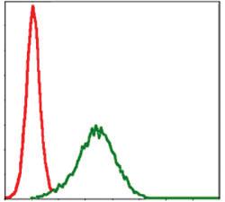 Anti-NQO1 Mouse Monoclonal Antibody [clone: 1A11]