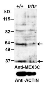 Anti-MEX3C Antibody (A85043) (0.2µg/ml) staining of Mouse Testis (+/+ is wt, trp/trp is knock-down) lysate (35µg protein in RIPA buffer). Primary incubation was 1 hour. Detected by chemiluminescence.