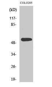 Western blot analysis of various cells using Anti-ARHGEF3 Antibody